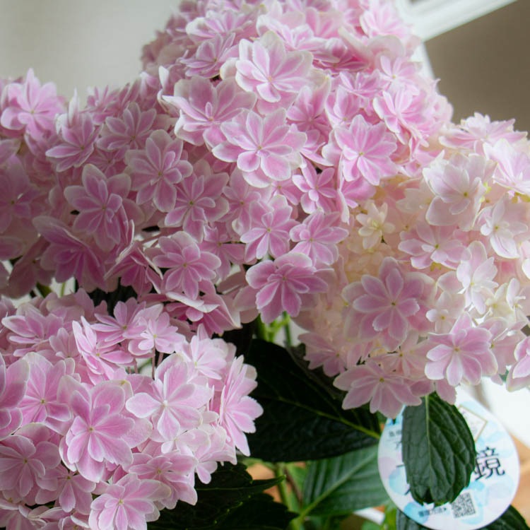 花うるる 珍しいレア品種 アジサイ 5号 鉢植え「万華鏡(パープル) ／月