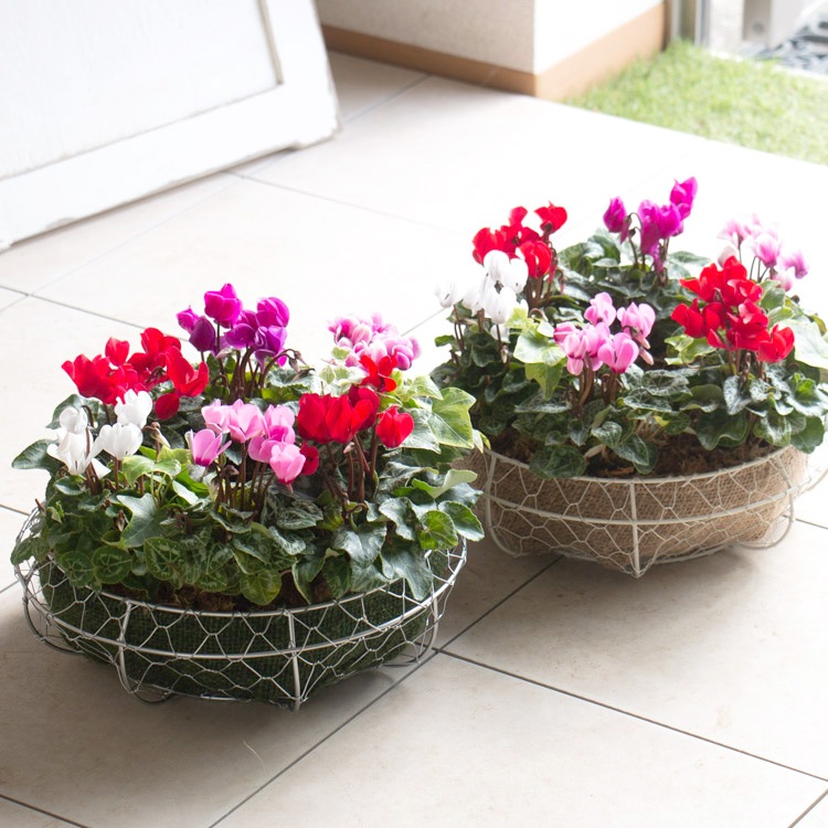 リース 寄せ植え【ガーデンシクラメンのハンギング*リング