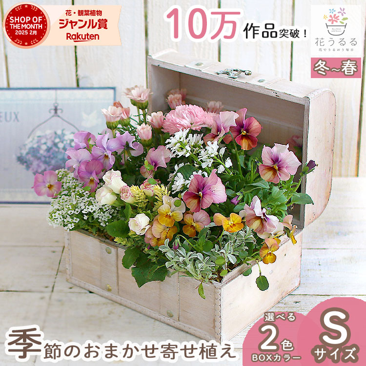 寄せ植え　花　ぱるるページ 花うるる おまかせ／「季節の寄せ植えinトレジャーBOX(Sサイズ