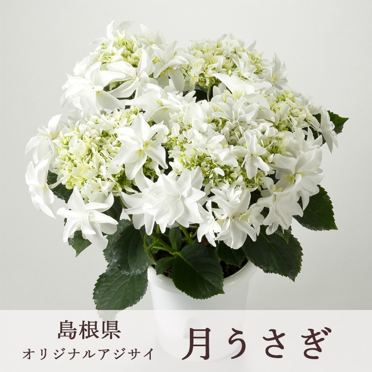 母の日 遅れてごめんね配送／花うるる 珍しいレア品種 アジサイ 5号