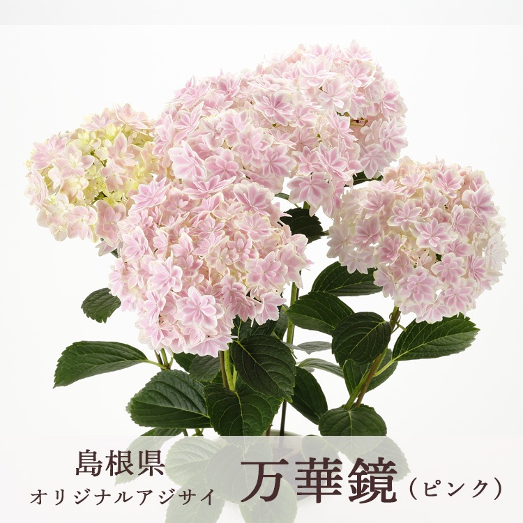 母の日 遅れてごめんね配送／花うるる 珍しいレア品種 アジサイ 5号