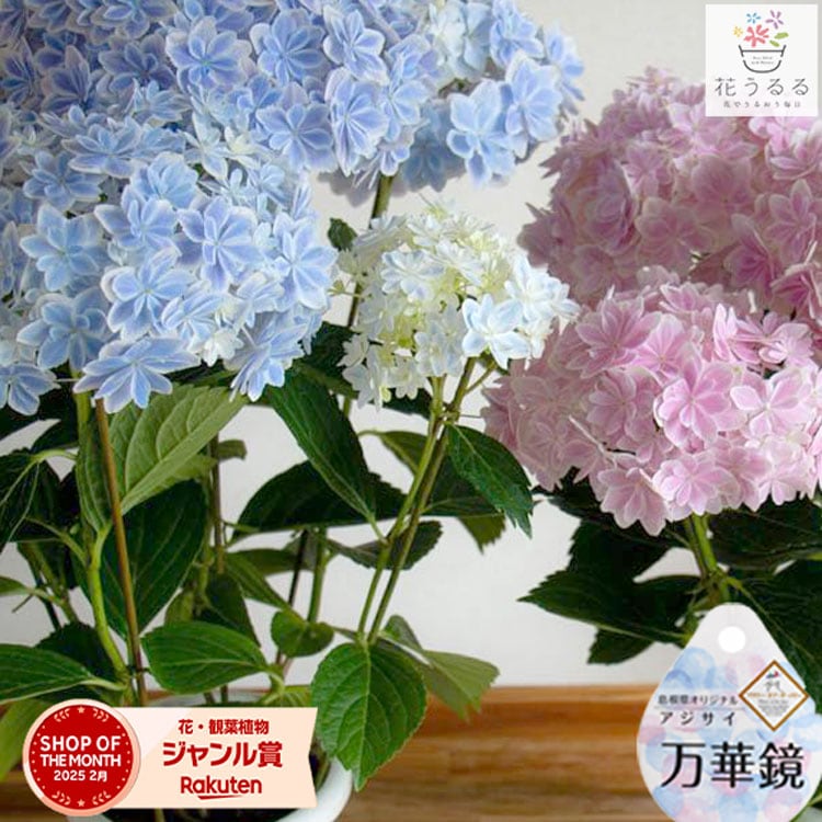 母の日 遅れてごめんね配送／花うるる 珍しいレア品種 アジサイ 5号