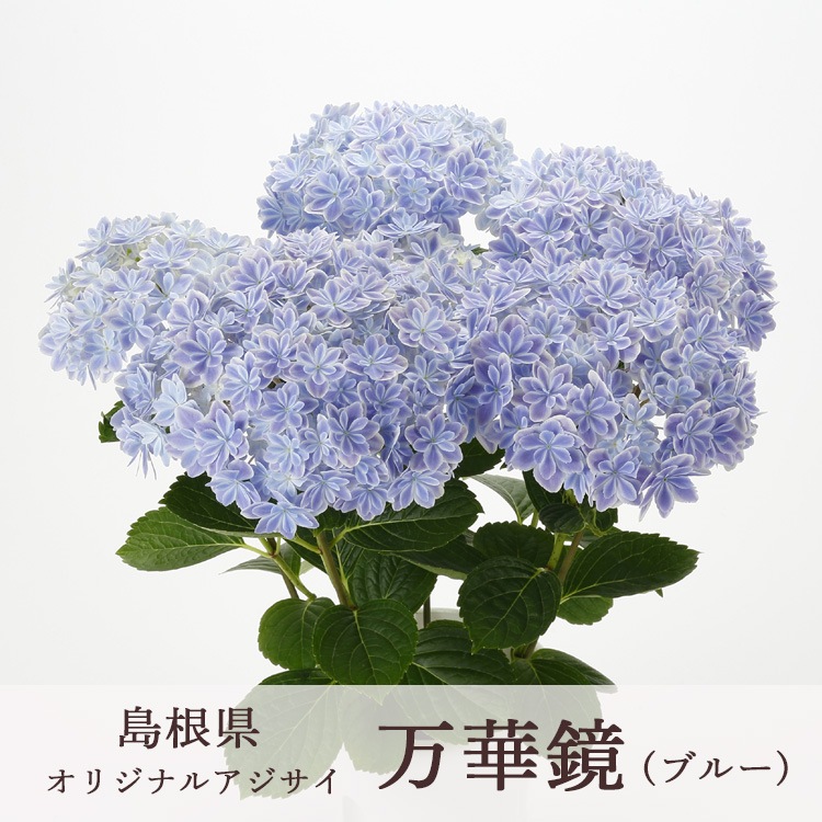 今売れてます ＼母の日 花うるる／珍しいレア品種 アジサイ 5号 鉢植え
