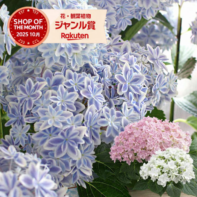 今売れてます ＼母の日 花うるる／珍しいレア品種 アジサイ 5号 鉢植え