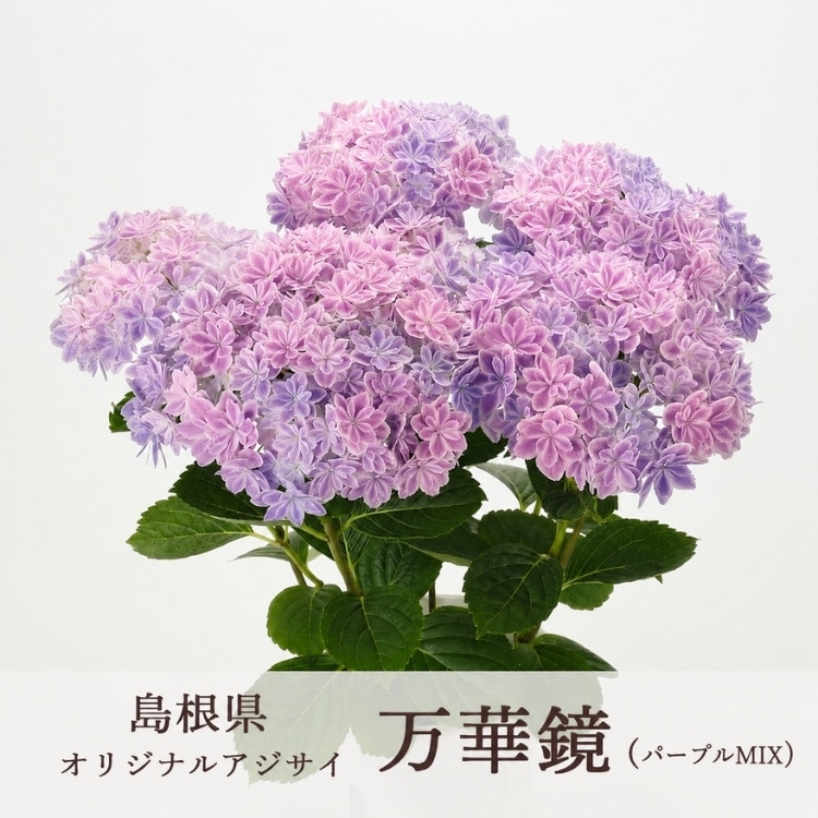 母の日 遅れてごめんね配送／花うるる 珍しいレア品種 アジサイ 5号