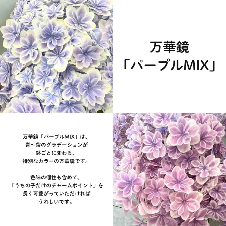 母の日 遅れてごめんね配送／花うるる 珍しいレア品種 アジサイ 5号
