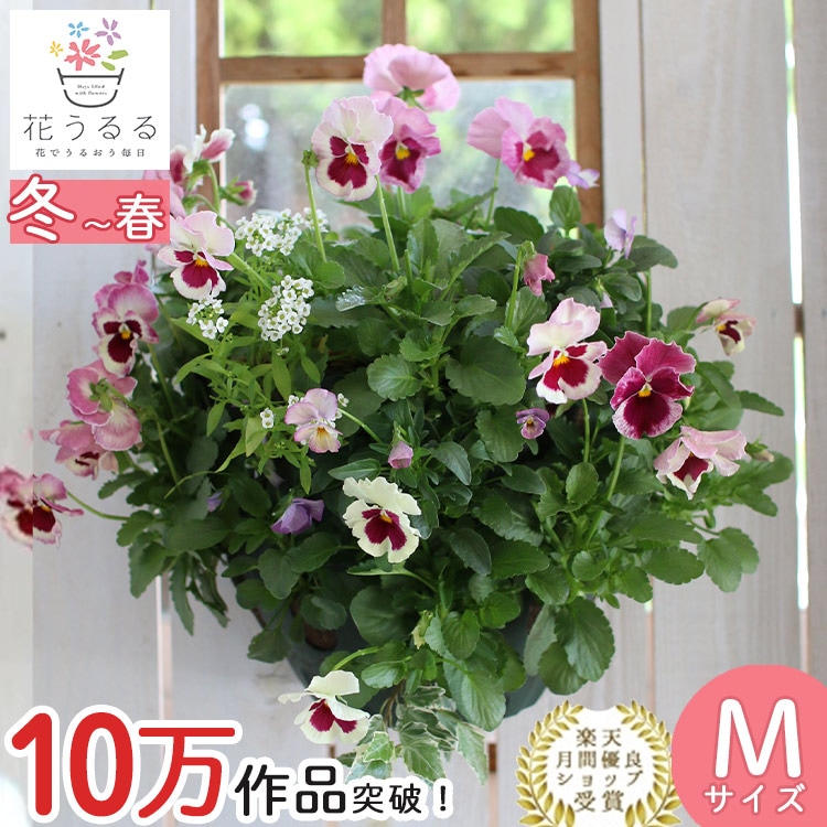 押し花額、縦25、横42 ビオラ、パンジーを散りばめWelcomeボード