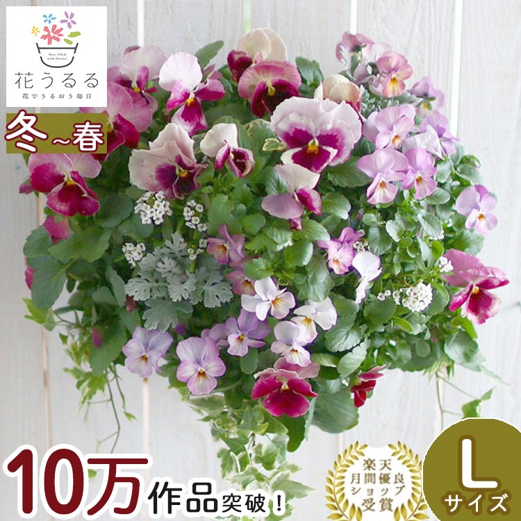 パンジー＆ビオラのハンギングバスケット 寄せ植え [いちごプレミアム