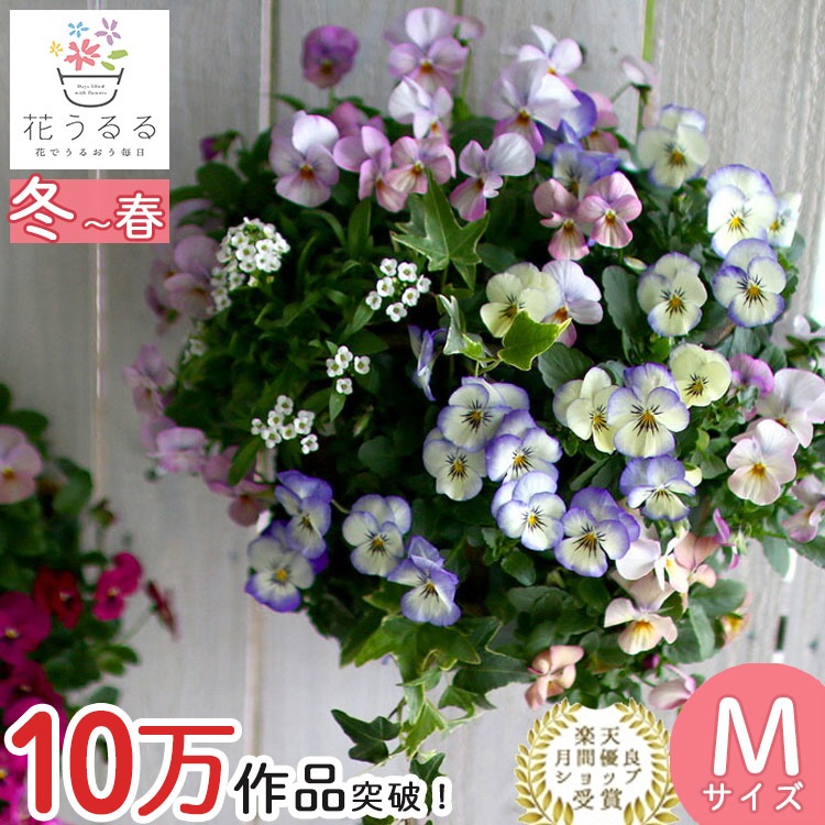 ビオラのハンギングバスケット 花うるる 寄せ植え [パステルリバー] M