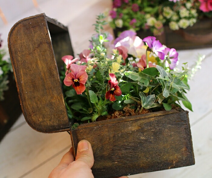 豪華❣️そのまま飾れる寄せ植え❣️オーダー品＊ Amazon｜「おまかせプレミア寄せ植え in トレジャーBOX～Sサイズ