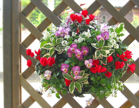 送料無料] [Lサイズ]ガーデンシクラメンのハンギングバスケット寄せ