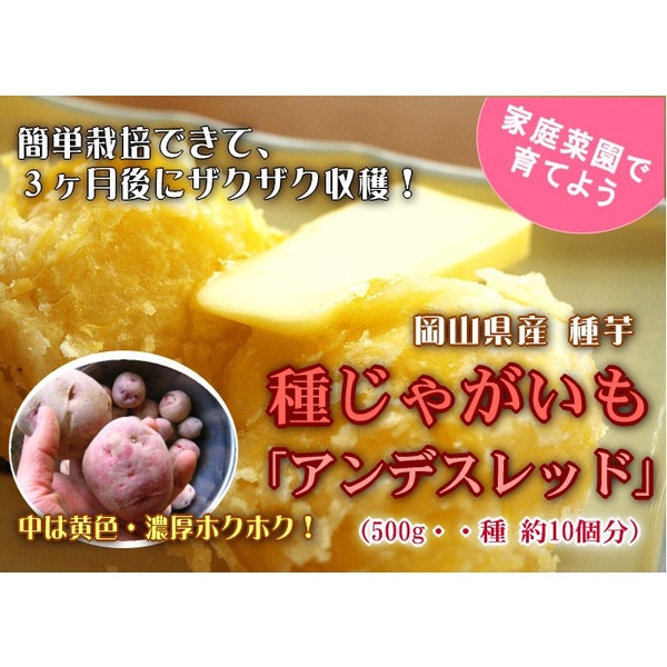 じゃがいも 種芋 種イモ】 「ピルカ 500g」北海道産 [検査合格済]【苗/種/ばれいしょ/ジャガイモ/家庭菜園/苗 マツコの知らない世界  マツコの知らないじゃがいもの世界 | キッチンガーデン～自宅で野菜を作ろう | 花うるる 本店