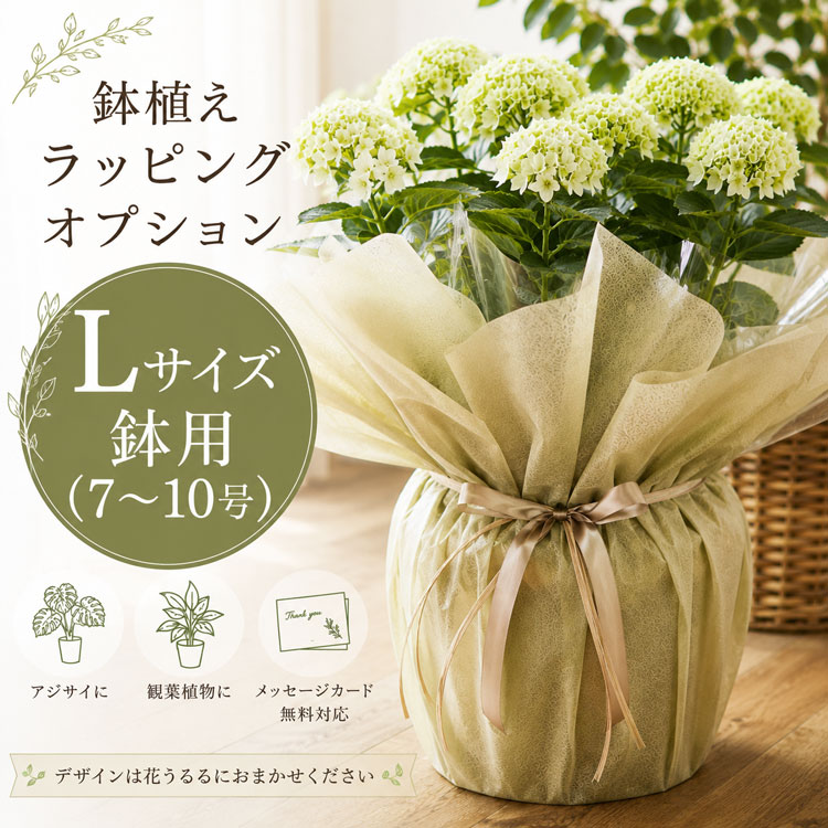 秋色アジサイ [品種：クリムゾン 8号鉢]色変わり マジカルシリーズ