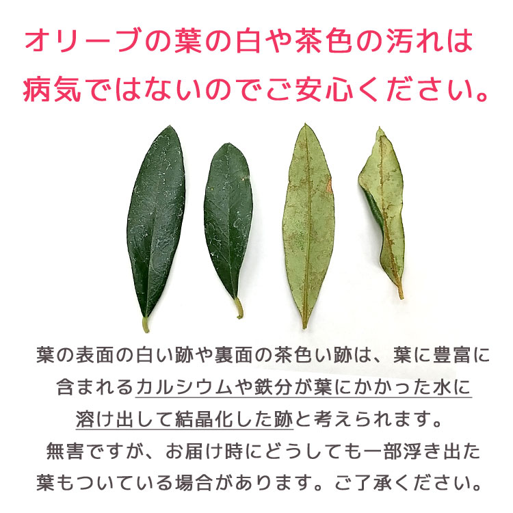 ArbortecBreatheflexAT4010 色オリーブ サイズM ArbortecBreatheflexAT4010 色オリーブ サイズM
