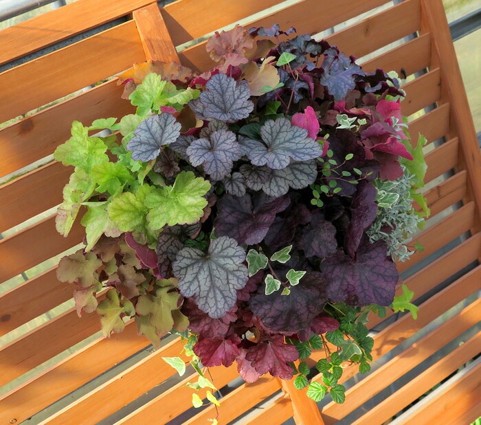 Lサイズ】ハンギングバスケット寄せ植え[ヒューケラ MIX-プレミアム