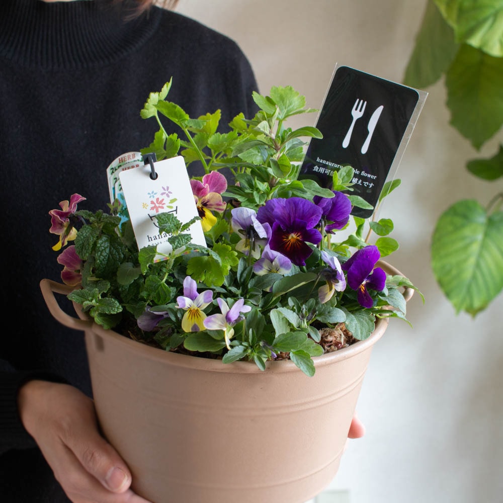 食べれる寄せ植え／エディブルフラワー[ビオラとキッチンハーブうるる