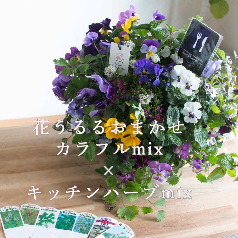 食べれる寄せ植え／エディブルフラワー[ビオラとキッチンハーブの