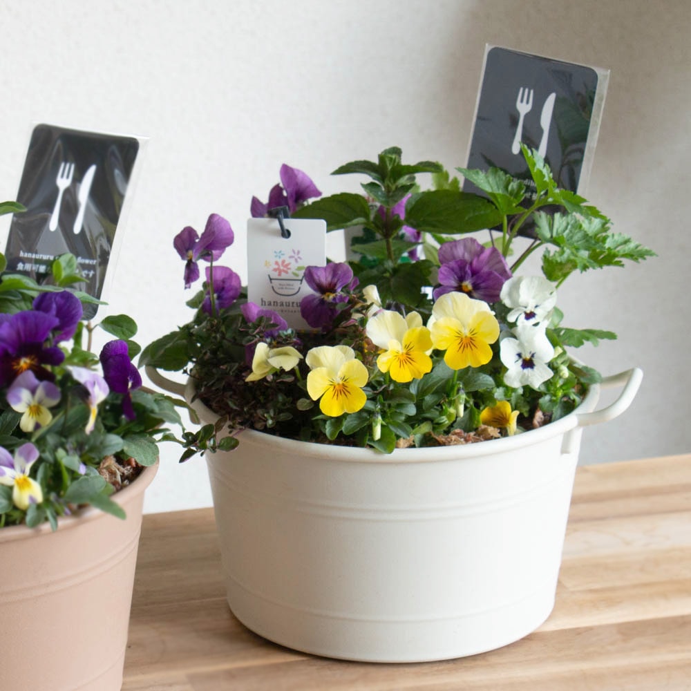 食べれる寄せ植え／エディブルフラワー[ビオラとキッチンハーブうるる