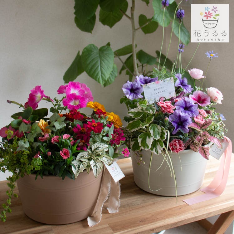 母の日 花うるる／花うるる 寄せ植え 送料無料「カーネーション