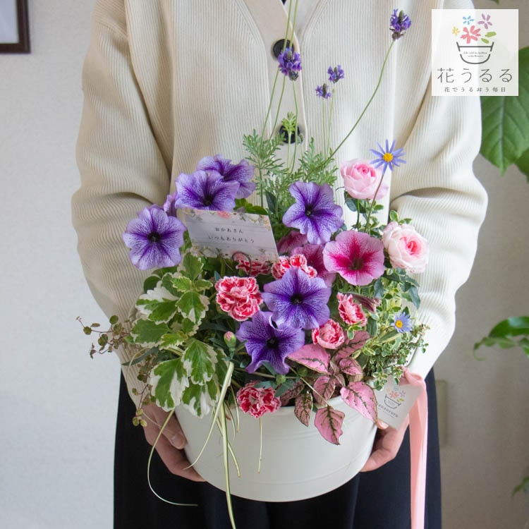 母の日 花うるる／花うるる 寄せ植え 送料無料「カーネーション