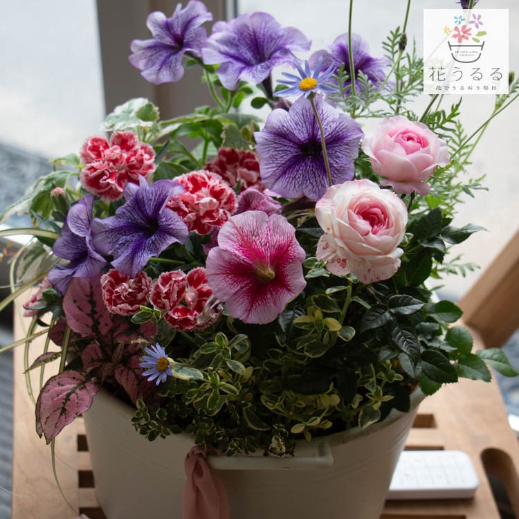 母の日 花うるる／花うるる 寄せ植え 送料無料「カーネーション