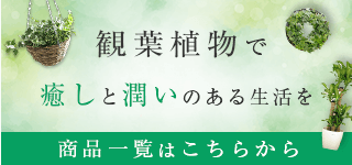 土のph度で色が変わるアジサイの楽しみ方特集 花うるる