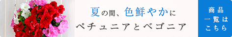 ペチュニア・ベゴニア