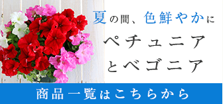 ペチュニア・ベゴニア