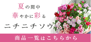 土のph度で色が変わるアジサイの楽しみ方特集 花うるる