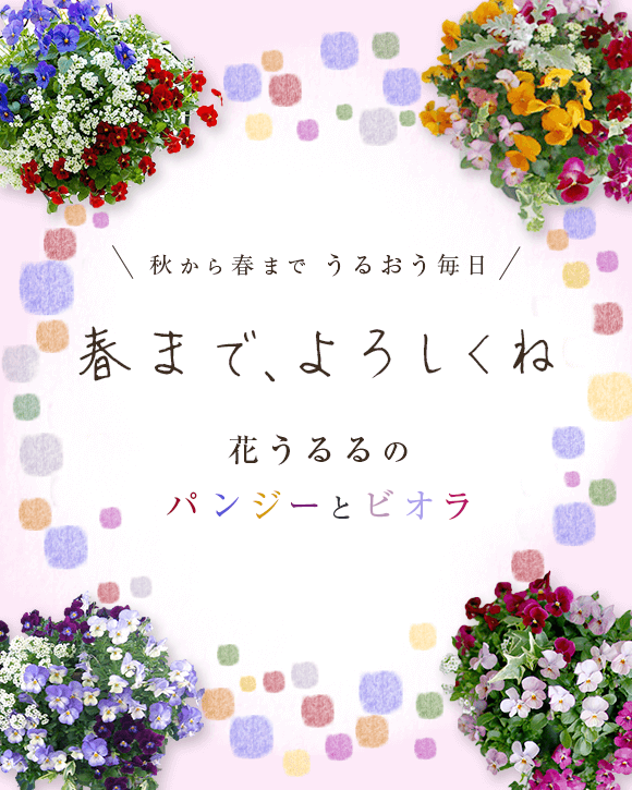 花の寄せ植え作品を始めハンギングバスケット ハーバリウム フラワーギフトの店 花うるる 花でうるおう毎日