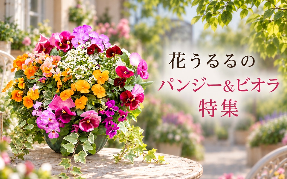 �֤����Υѥ󥸡��ӥ����ý�