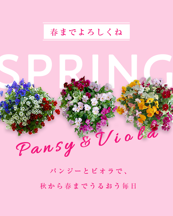 花の寄せ植え作品を始めハンギングバスケット、ハーバリウム フラワー