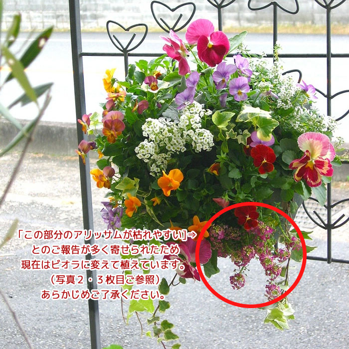 パンジー＆ビオラのハンギングバスケット 花うるる 寄せ植え [カシス
