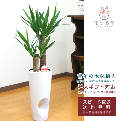 観葉植物 ユッカ 青年の木 6号穴あき陶器鉢カバー 白 赤 高さ約80cm Kan Yucc06 開店祝い 新築祝い 誕生日プレゼント 引越祝い インテリア 送料無料 その他用品 花うるる 本店