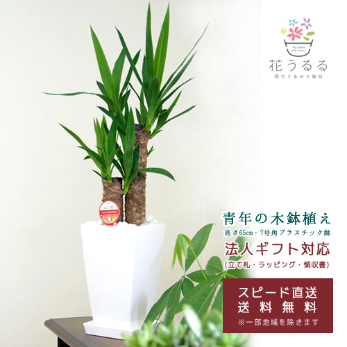 観葉植物 ユッカ 青年の木 6号角プラスチック鉢 白 Kan Yucc06 007 高さ約65cm 開店祝い 新築祝い 誕生日プレゼント 引越祝い インテリア モダン アジアン スクエア おしゃれな植木鉢 送料無料 その他用品 花うるる 本店