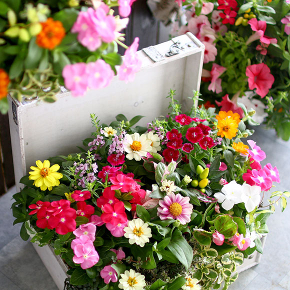 花うるる おまかせ／「季節の寄せ植えinトレジャーBOX(Lサイズ