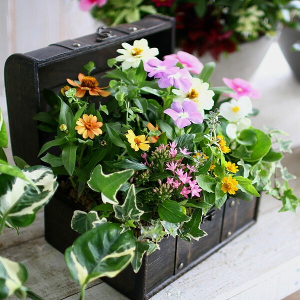 送料無料】花うるる おまかせ 寄せ植え トレジャーBOX [Mサイズ