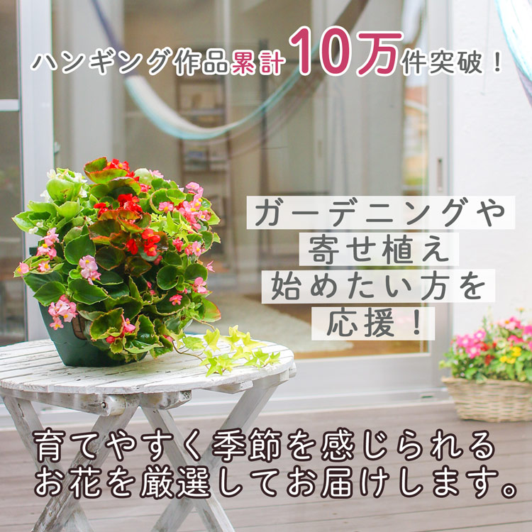 3個セット 送料無料】ベゴニアのハンギング 寄せ植え [3色セット 福袋