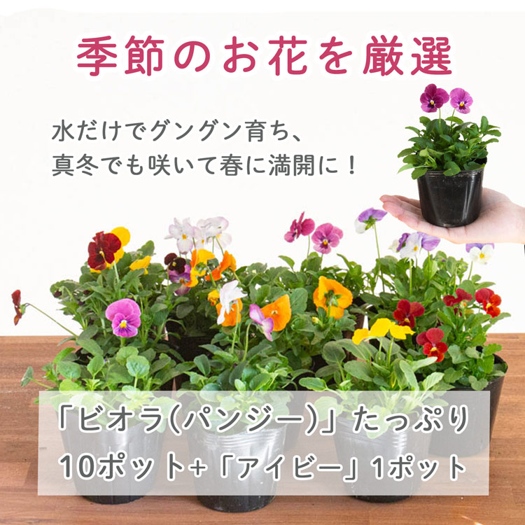 ビオラのハンギングバスケット 花うるる 寄せ植え [ドロップMIX] M