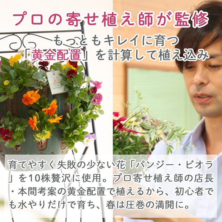 数量限定／食べれる寄せ植え 宿根草【エディブルフラワー ナデシコの