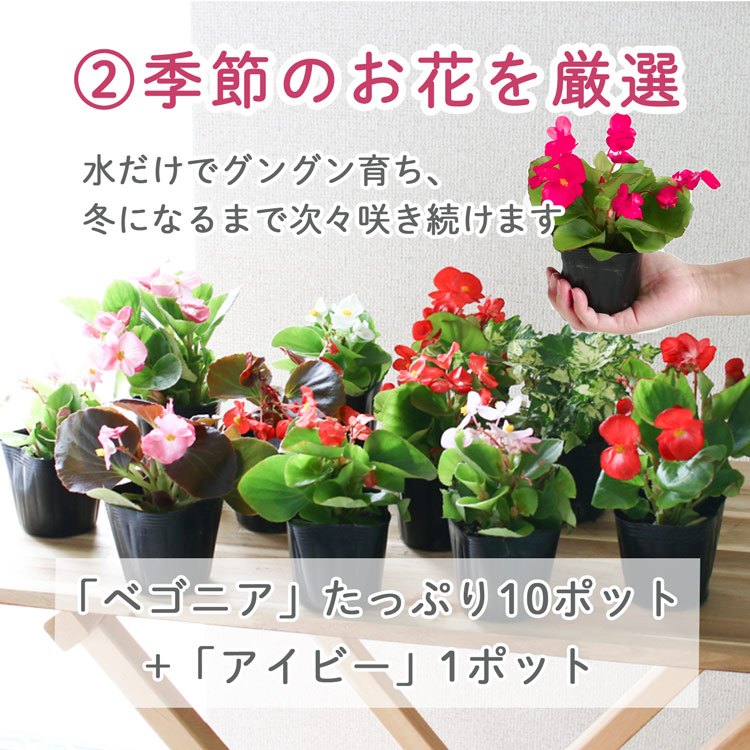 3個セット 送料無料】ベゴニアのハンギング 寄せ植え [3色セット 福袋
