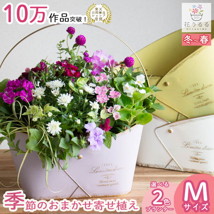 花うるる おまかせ／「季節の寄せ植えin ブリキ プランター (クリッス