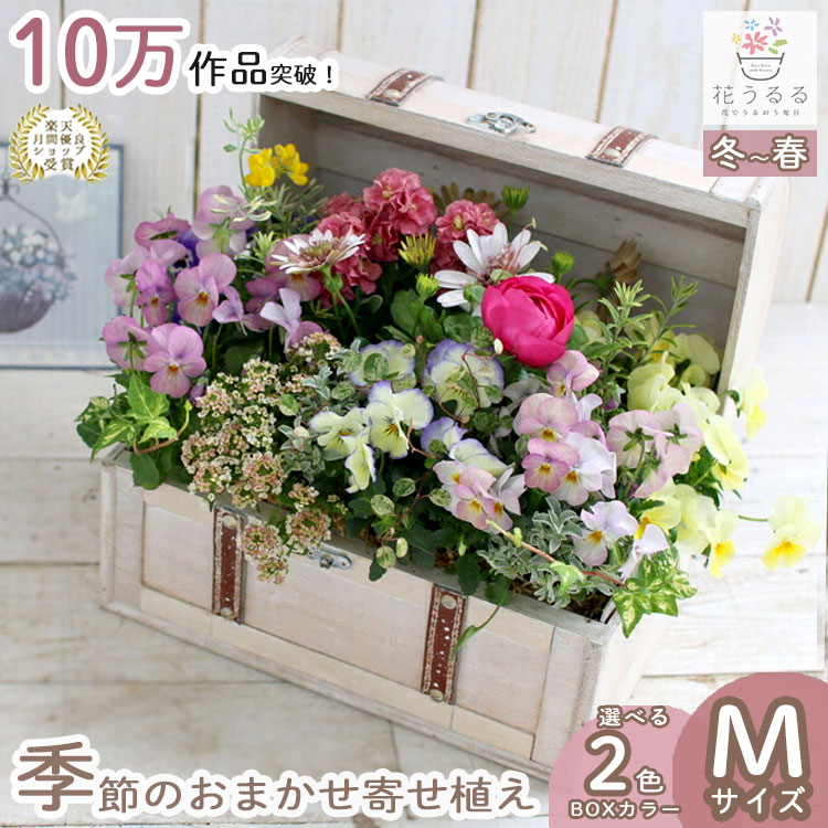 送料無料】花うるる おまかせ 寄せ植え トレジャーBOX [Mサイズ
