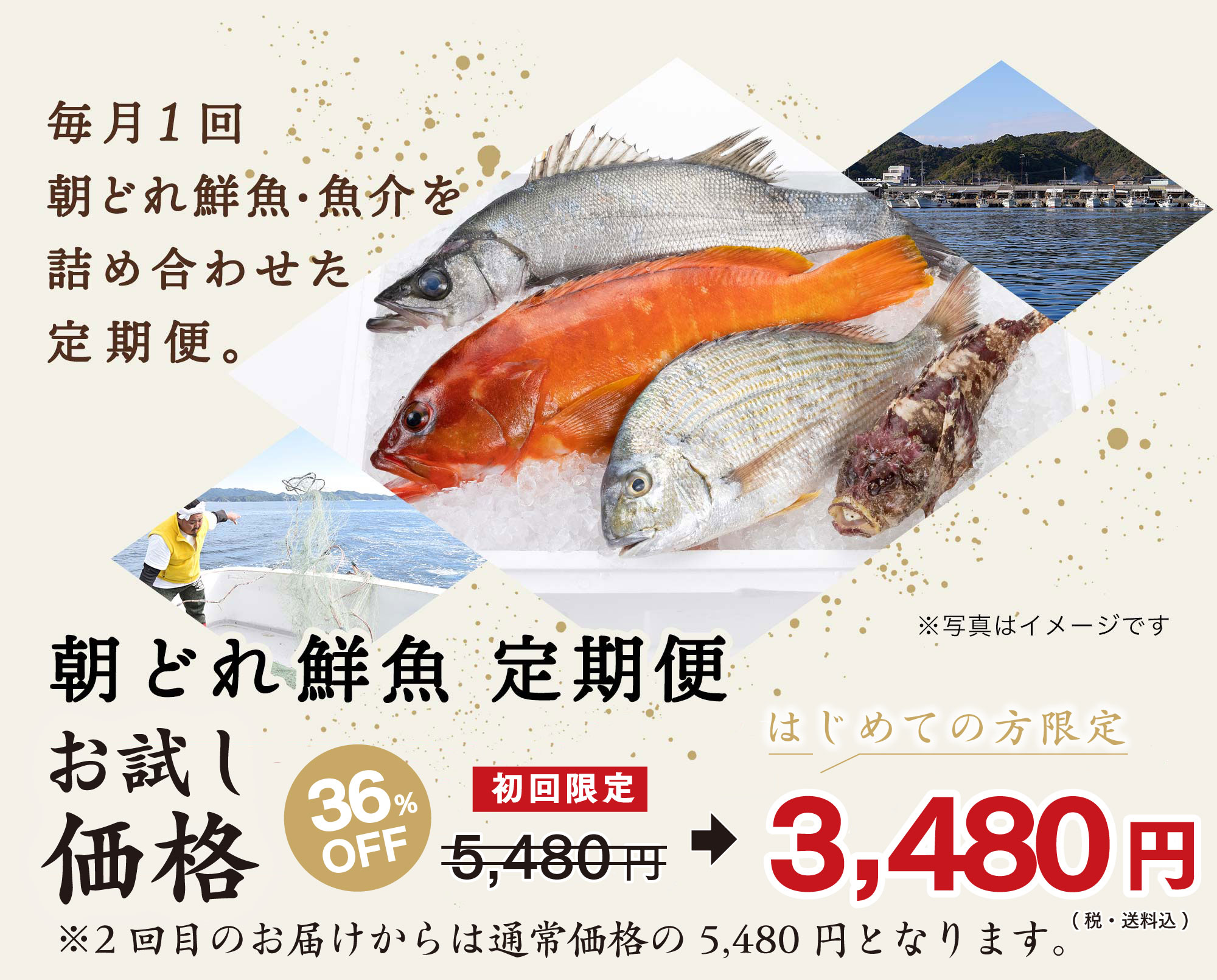 毎月1回、朝どれ鮮魚・魚介を詰め合わせた定期便・朝どれ鮮魚定期便送料無料5480円税込