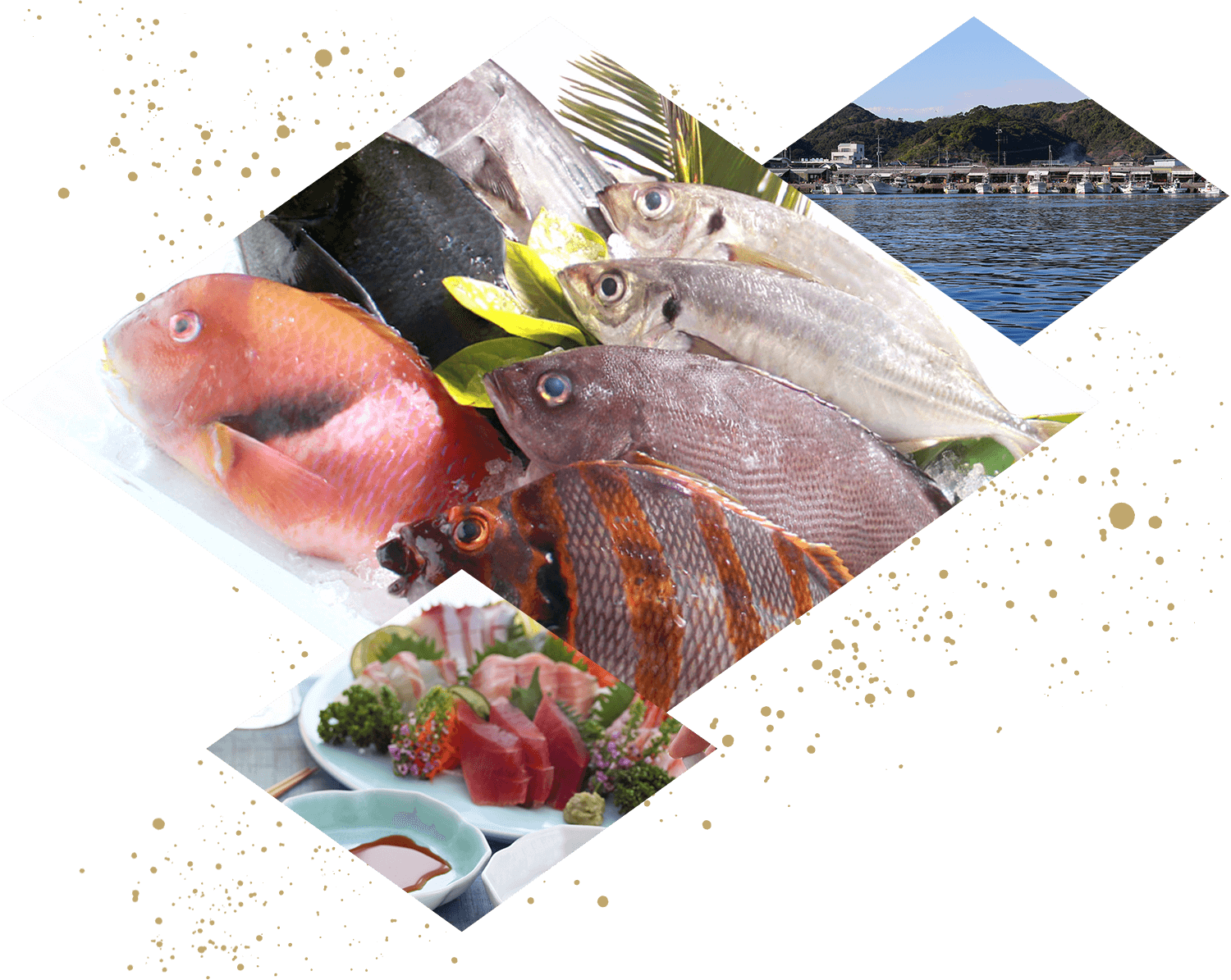 熊本 天草の高級魚と地魚を牛深漁港から産地直送 牛深水産プレミアム便