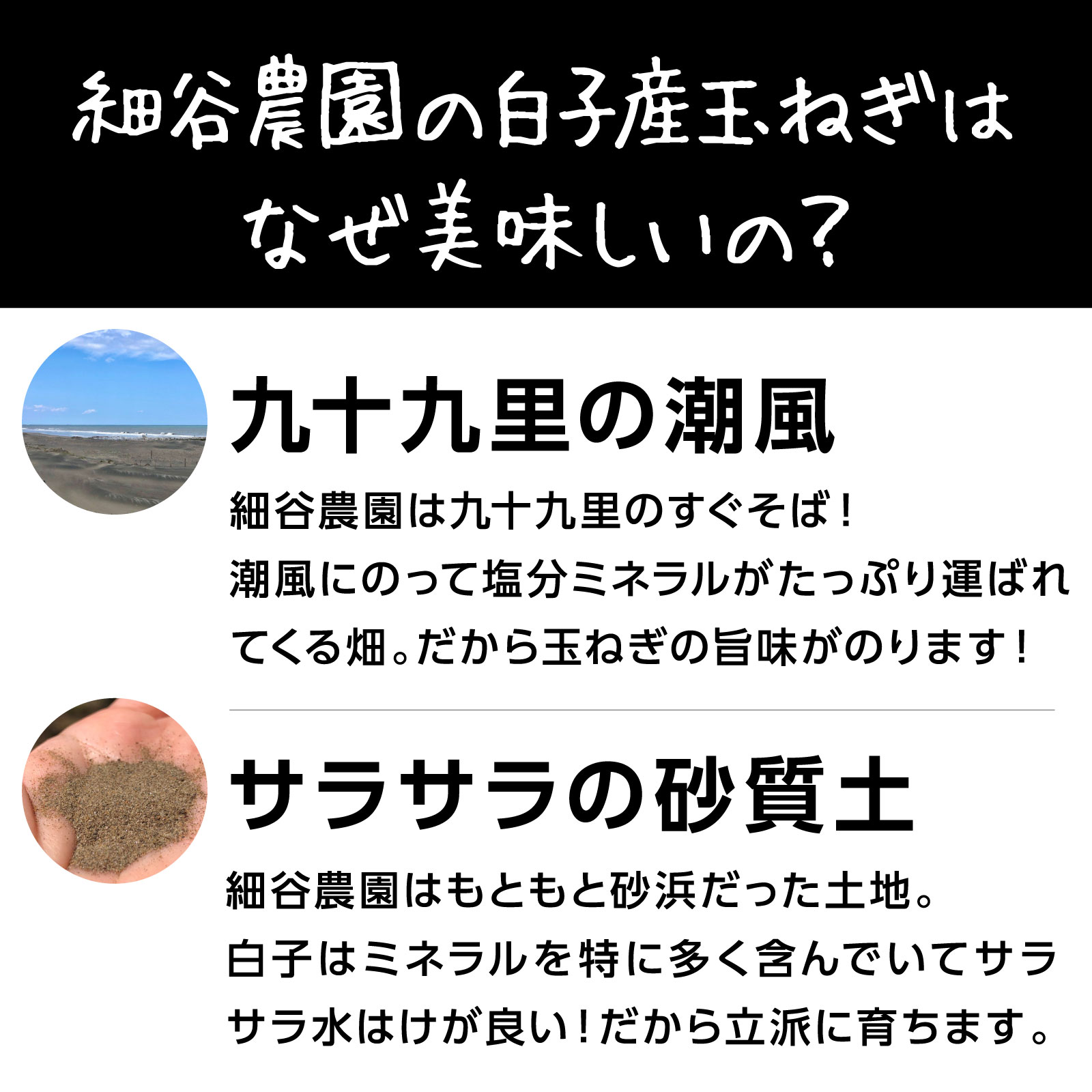 2024年収穫体験予約受付終了しました》＜収穫体験＞千葉県細谷農園“白子産たまねぎ狩り” | 体験 | 食オタ通販サイト たべいく Tabeiku