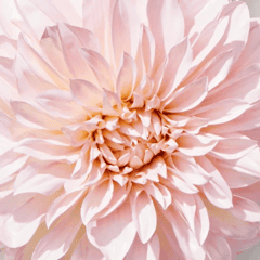 ダリアの花