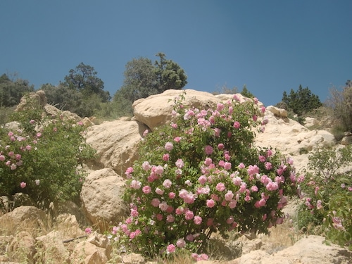 ダマスクローズの香水（香油）・女性用】野生のダマスクローズ精油で