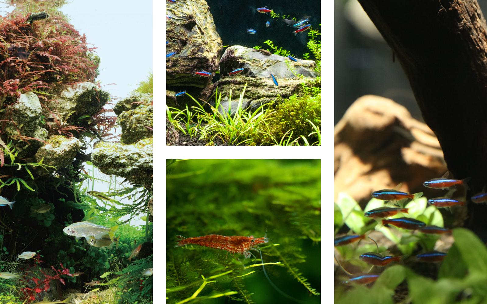 新品未使用　観賞魚用まとめ売り！ 観賞魚用