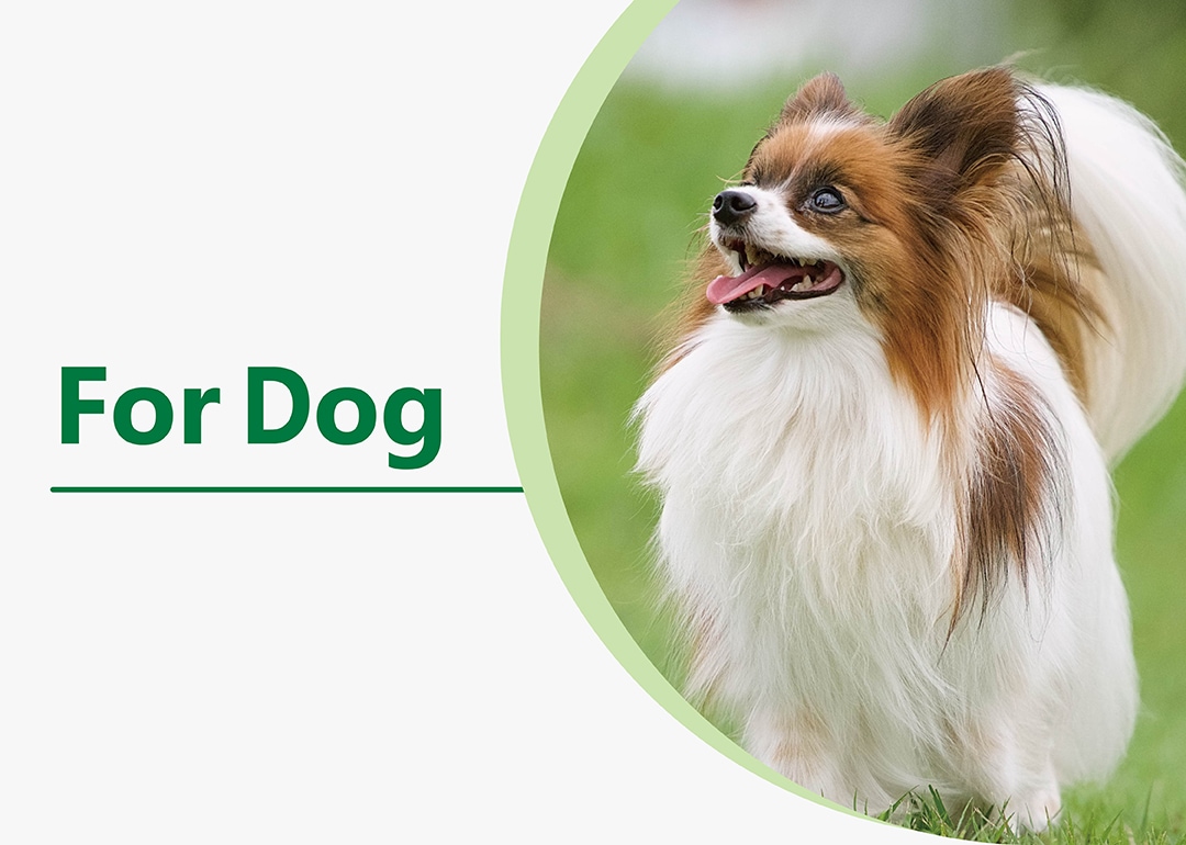 for Dogs